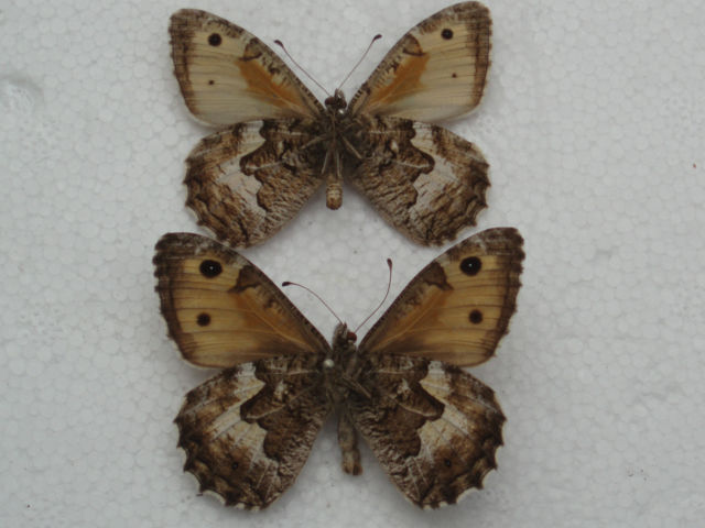 Hipparchia semele pair (verso British graylings aberration) (Internet Image property of respective owner, non-commercial use only)